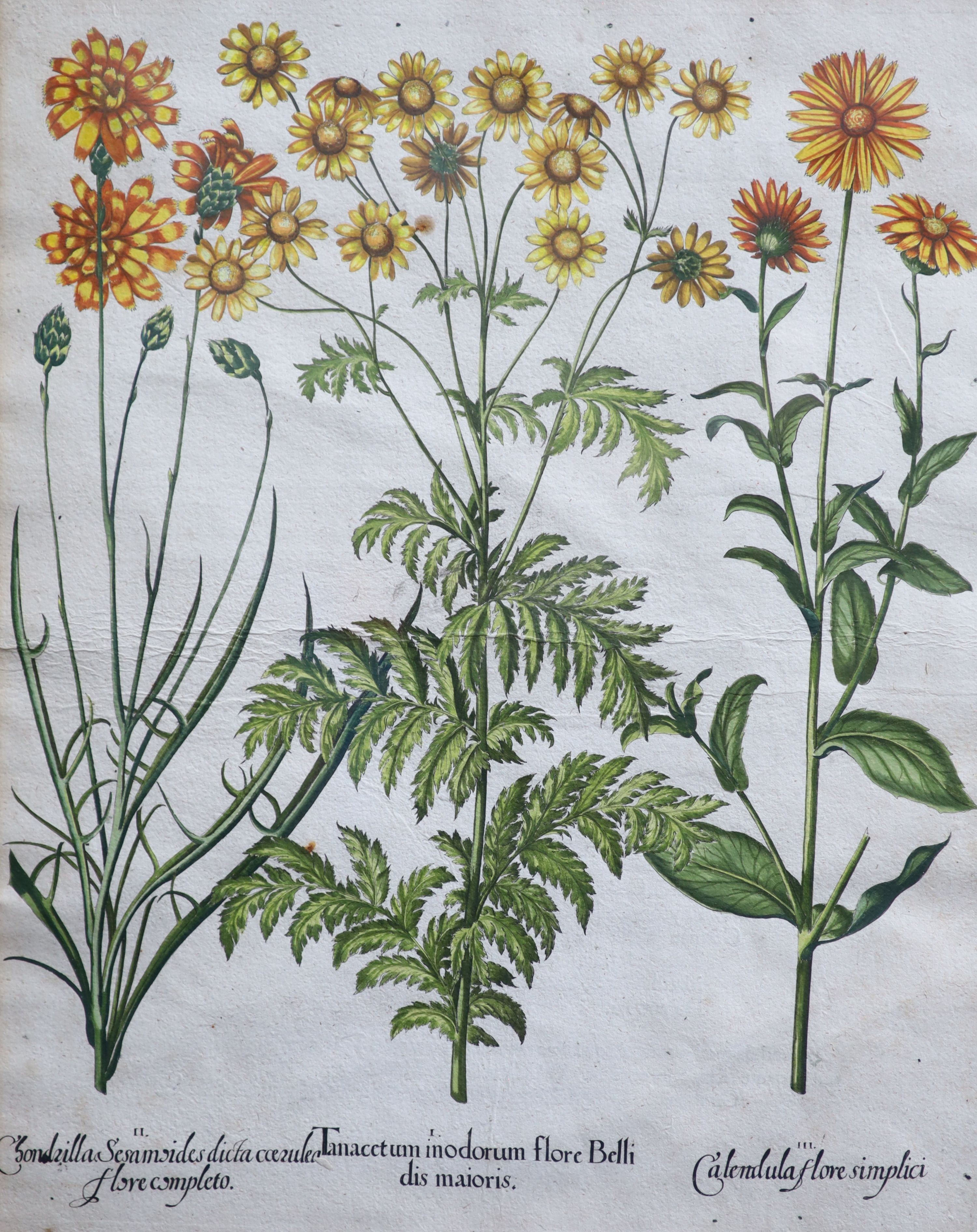 Basilius Besler (1561-1629), Martagon Imperiale Molchatum, Myrtus Tarentina, Myrtus Latifolns, Calendula Prolifera, Tanacetum Inodorum, Flore Belli and Reseda Plinn, Five engravings with handcolouring printed on laid pap